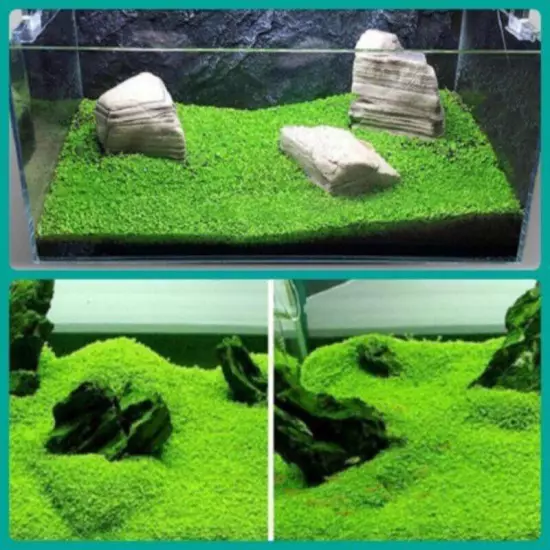 Aquarium Plant Seeds Fish Tank Aquatic Water Grass Foreground Easy Plants 10g