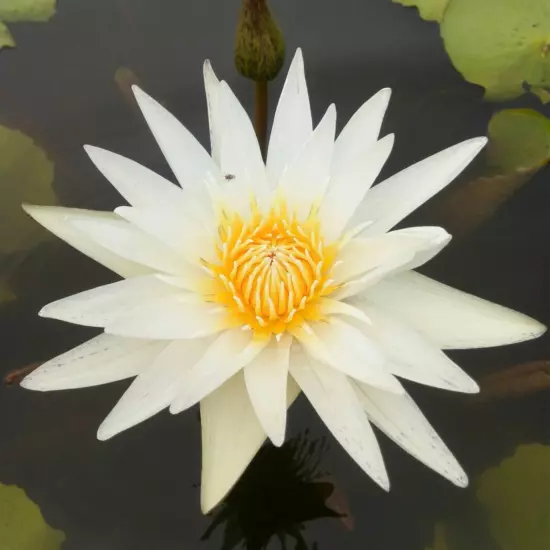 Buy2Get1Free White Kao Mongkol Tropical Waterlily Live Fresh Plant Pond Colorful