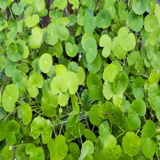 Brazilian Pennywort - LARGE BUNCH (12+) - EASY GROW - Live Aquarium Plants 