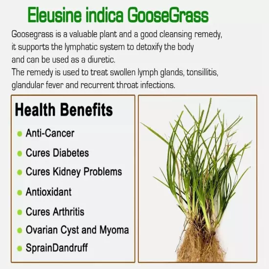 Dried Goose Grass Paragis Plant Eleusine Indica Herb Natural Organic Ceylon 100g