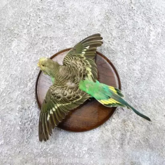 #18594 P| Parakeet Taxidermy Bird Mount For Sale