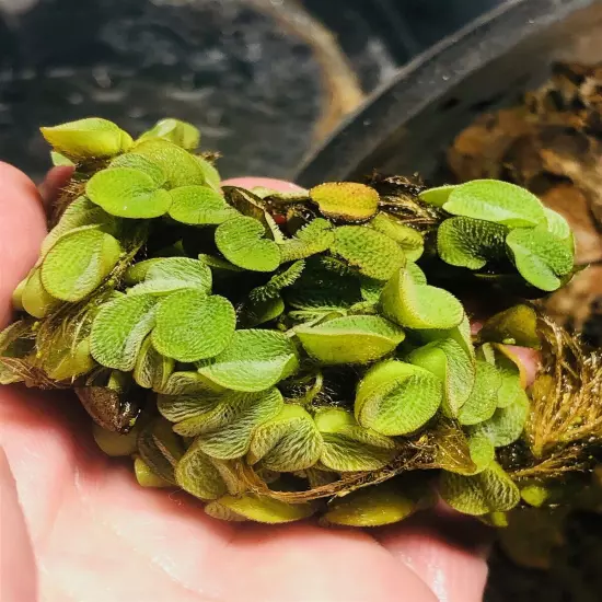 1 Salvinia Minima Live Floating Aquatic Plant Freshwater Aquarium & Pond Plants