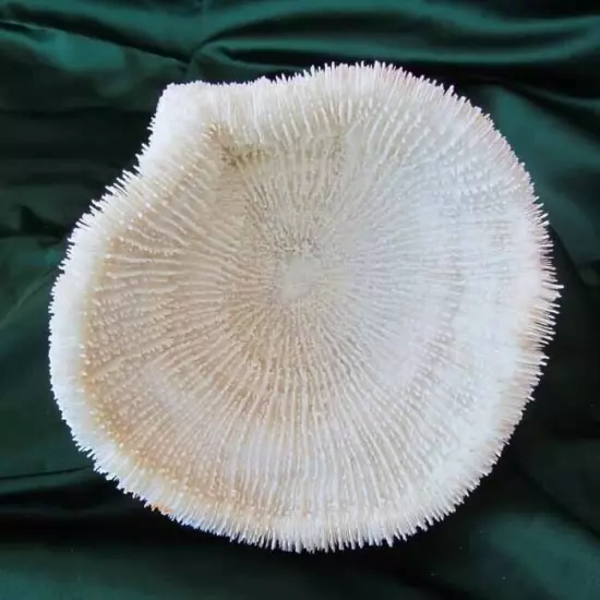 White Natural Hard Coral Ocean Marine Salt Water Aquarium Decor Art 8 x 6”