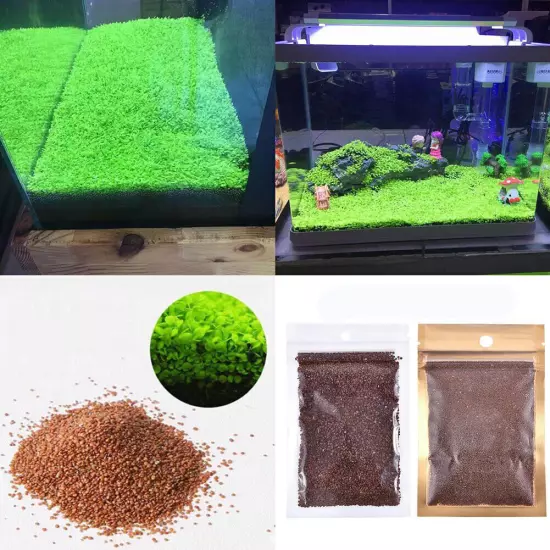 5g Aquarium Plant Seeds Fish Tank Aquatic Water Grass Foreground Easy Plants