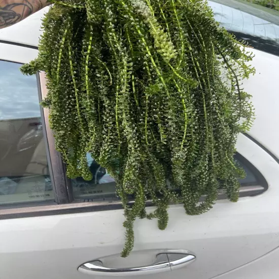 120 STEMS ELODEA ANACHARIS Aquatic PLANTS 1 POUNDS CRAYFISH TURTLE KOI Food