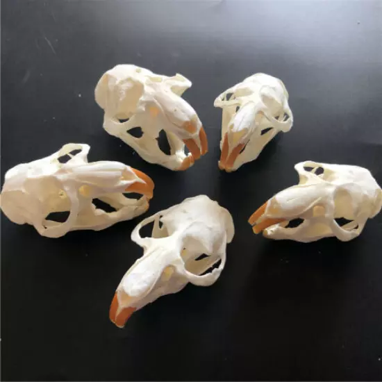 10 pcs animal skull real muskrat skull collection specimen crafts about 8x4cm