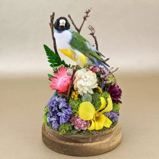 O25c Gouldian Finch Glass Dome Floral Taxidermy Oddities Curiosities Display