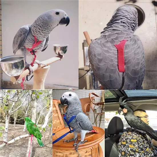 Adjustable Bird Fly Harness Leash Rope Birds Parrot Outdoor Free Flight Training