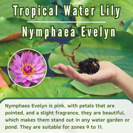 Buy2Get1Free Red Evelyn Tropical Waterlily Live Freshwater Plants Pond Flower