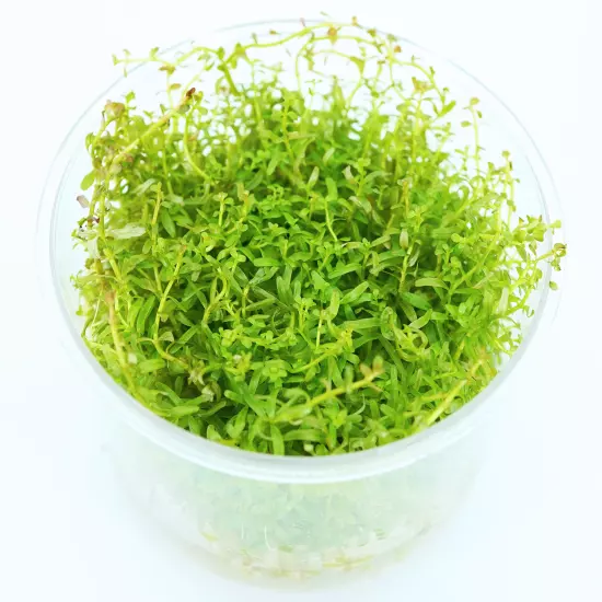 Buy2Get1Free Rotala Rotundifolia Tissue Culture Live Plants Aquarium Decoration