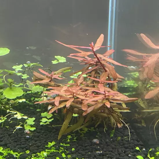 Red Root floaters Phyllanthus Fluitans Aquarium Floating 1 cup +Mystery Plant