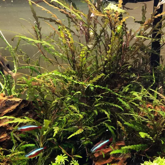 Package Bundle Hygrophila Pinnatifida Live Plants Aquatic Fish Tank Freshwater