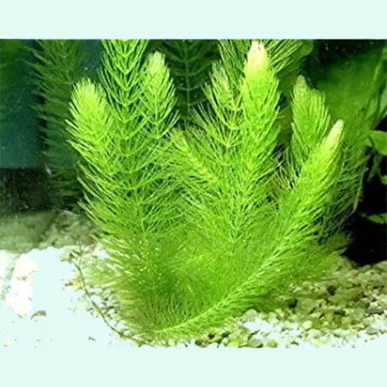 BUY 2 GET 1 FREE Hornwort Aquatic Plant Live Aquarium Plants