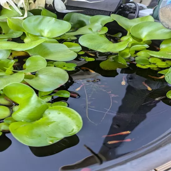 10 x Water Hyacinth Live Aquarium Floating Aquatic KOI Goldfish Pond