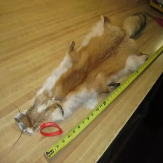 Tanned Red Fox Hide Furs Coats Taxidermy # 00000341 Row A-8