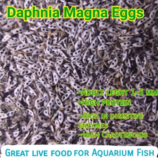 Daphnia Magna Eggs (Water Flea) Great Live Freshwater Fish Food Aquarium Betta 