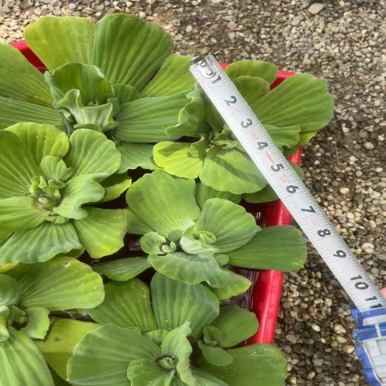 WEEKLY SALE (6) Water Lettuce Jumbo 5-7” Koi Pond Floating Plants Algae Shade