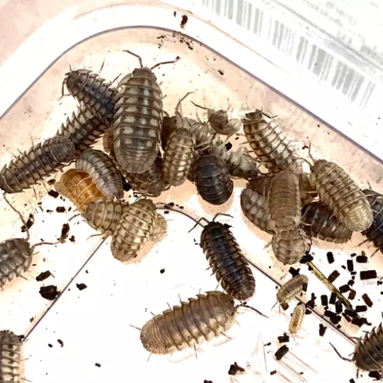 25 LIVE Rollie Pollie / Pillbugs/ Isopods/ Armadillidium nasatum