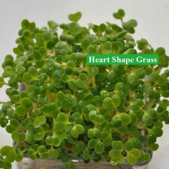 Aquarium Plant Seed Fish Tank Aquatic Water Grass Carpet Foreground Easy Plants❉