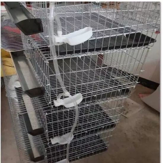 Quail Breeding Pet Cage Free Postage Australia Wide