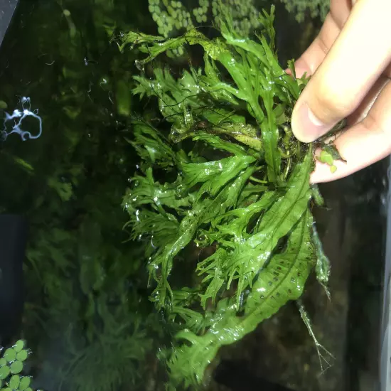 3 LARGE BUNCHES Java Fern "Windelov", Unique Hardy Aquarium Plant Grows FAST