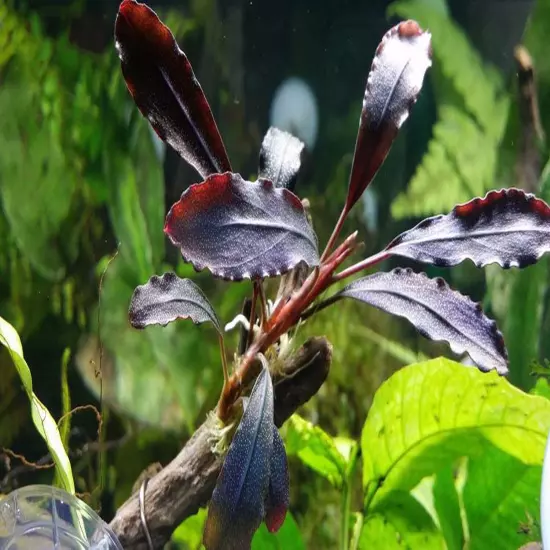 Bucephalandra Brownie Ghost Grown in Vitro Tissue Culture Live Plants Aquariums