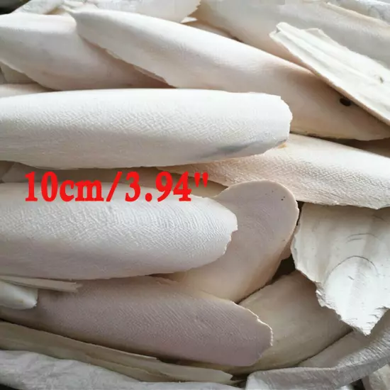 10-20X Large 10CM 3.94" Cuttlebone For Bird Parrots Cuddle Bone W/Box Cuttlebone