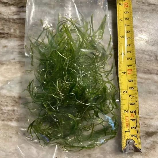 Guppy Grass - Floating Live Aquatic Plant - Fresh Picked - Free Shipping