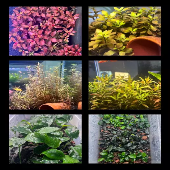 Aquarium Plants Pack - 6 Plants Mix - Easy beginner Plants