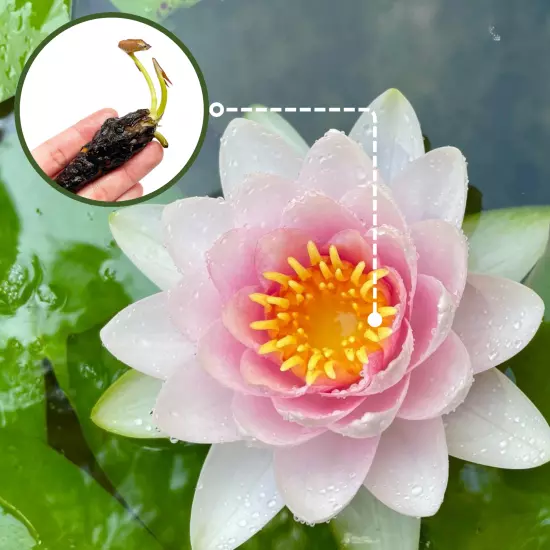 Madame Wilfron Gonnere Pink Hardy Waterlily Live Freshwater Plants Pond Flower