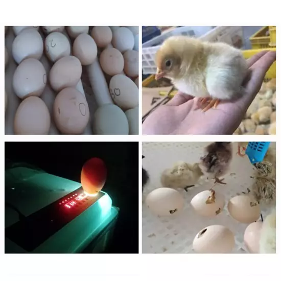 Egg Incubator 64 Eggs Digital Automatic Hatcher for Hatching Chicken Farm