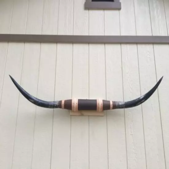 MOUNTED STEER HORNS 5 FEET 2 INCH WIDE LONGHORN POLISHED MOUNT BULL COW no skull