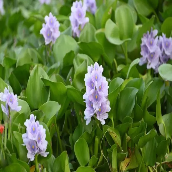 9 Live PURPLE Water Hyacinth Pond Plant Floating NO INSECTS/PARASITES FAST SHIP