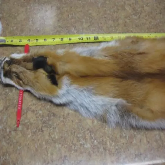 Tanned Red Fox Hide Coats Taxidermy #00004263 Row A-8