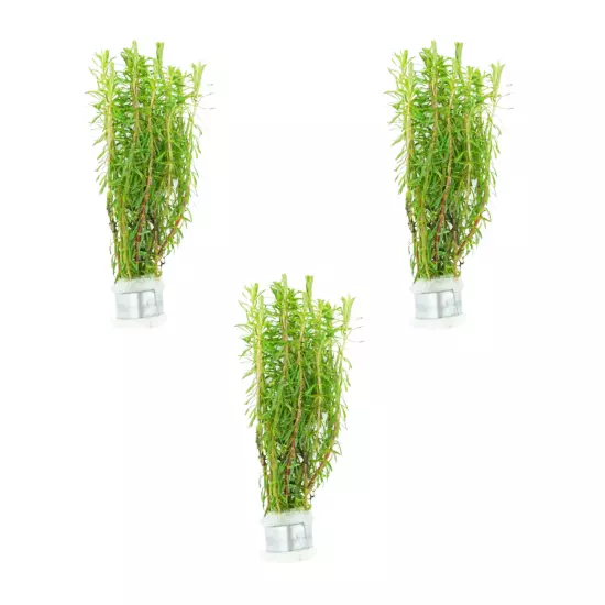 Package Bundle Rotala Wallichii Aquarium Live Plants Natural Freshwater Shrimp