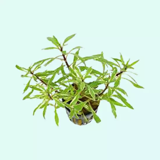 Ludwigia Inclinata "Verticillata White" Live Aquarium Plants