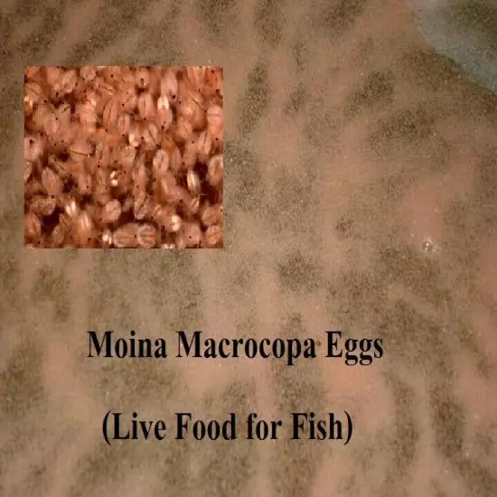 Moina Macrocopa eggs High protein Food For Betta Killifish Guppy Fish tank