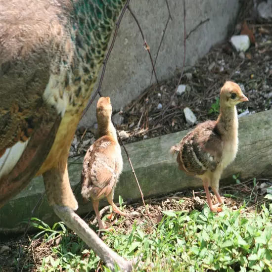 4 Peacock Peafowl Hatching Egg-India Blue Purebred-Guaranteed Fertile-Ship Now!