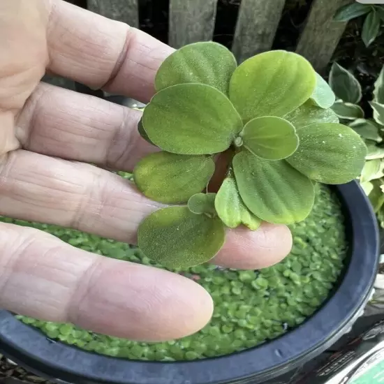 Live Aquarium Plant 15+ Dwarf Water Lettuce Get 15 + Free Floating Plant