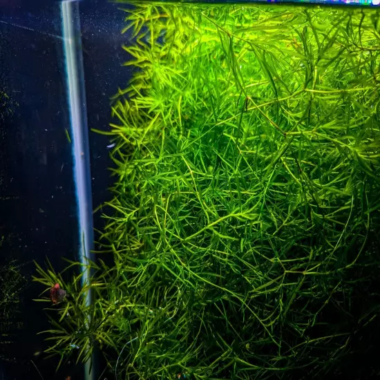 1 Cup Guppy Grass easy live aquatic aquarium plant BUY 2 GET 1 FREE