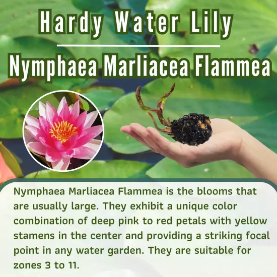 Buy2Get1Free Pink Marliacea Flammea Hardy Waterlily Live Plants Pond Flower Fish