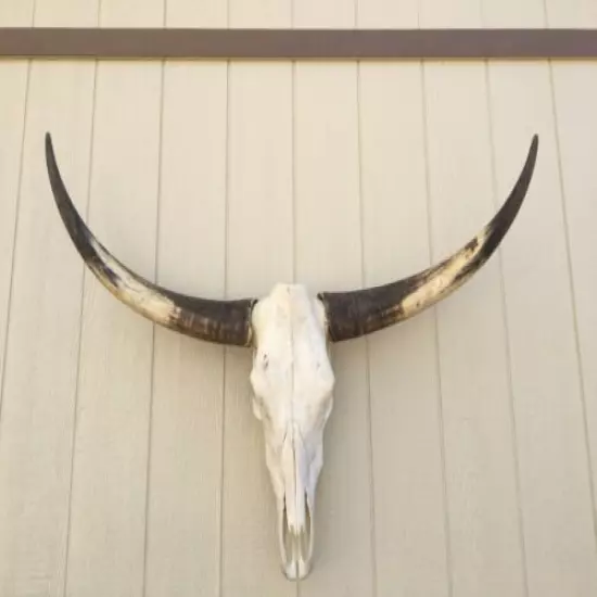 NEW LONGHORN STEER SKULL 4 FEET WIDE UNPOLISHED BULL HORN MOUNTED COW a HEAD 