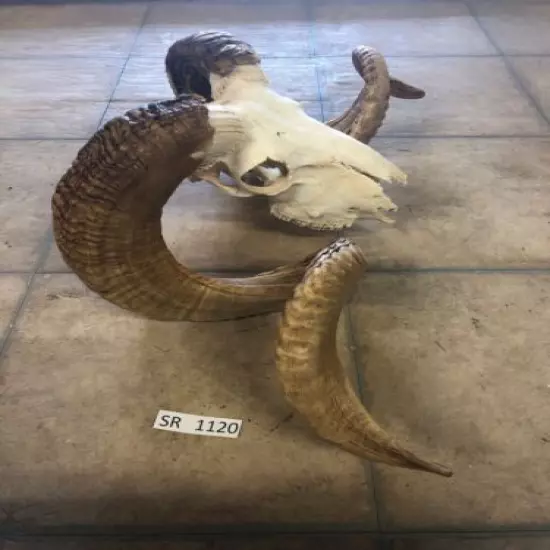 Ram Skull Exotic Wildlife ranch texas Hill Country european mount SR1120