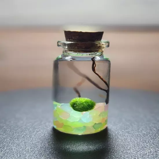 MINI GLOW, Live Marimo Moss Balls, Unique Gift, Ecosphere, Desktop Aquarium, DIY