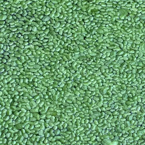 10 Water Lettuce & Duckweed Aquatic Floating Water Pond Plants (PRIORITY MAIL)