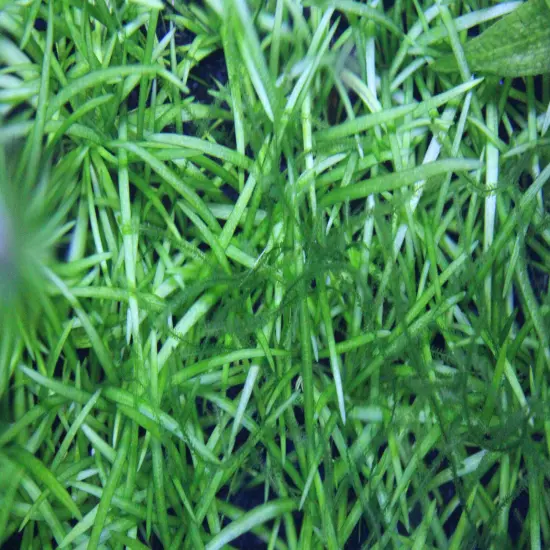 Buy 4 Get 1 Free! Dwarf Sagittaria Subulata Easy Live Aquarium Plant!