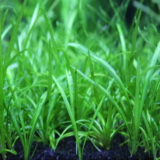 Buy 4 Get 1 Free! Dwarf Sagittaria Subulata Easy Live Aquarium Plant!