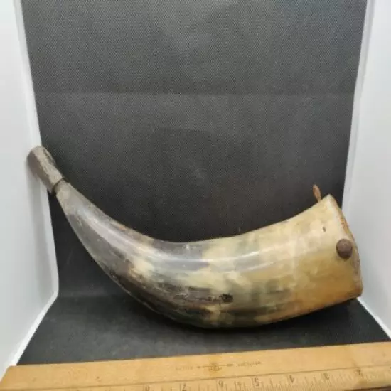 Large Curved Black Powder Horn