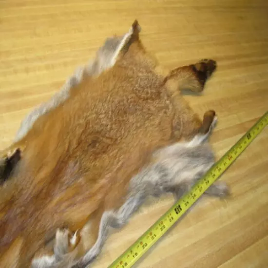 Craft Grade Tanned Red Fox Hide Furs Coats Taxidermy # 0035929 Row A-9