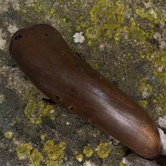 16th - 17th Century European Powder Horn / Flask